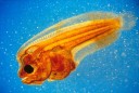 The Small World photomicrography competition
